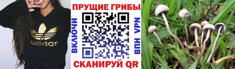 Галлюциногенные грибы Psilocybe  мега рабочий сайт  Кирсанов  купить наркоту 